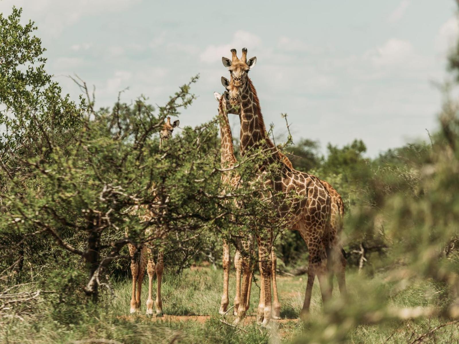 Maroelani Lodge- Greater Kruger Private Reserve Hoedspruit Eksteriør billede