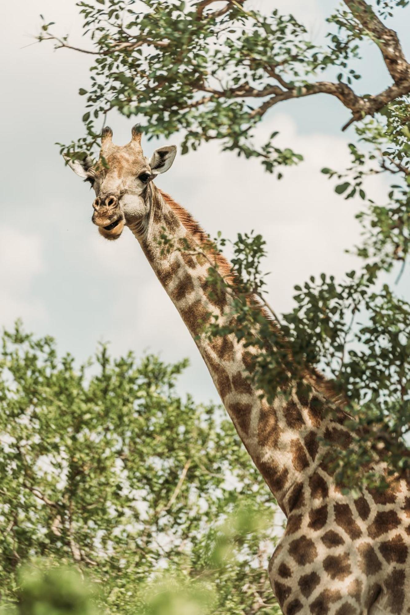 Maroelani Lodge- Greater Kruger Private Reserve Hoedspruit Eksteriør billede