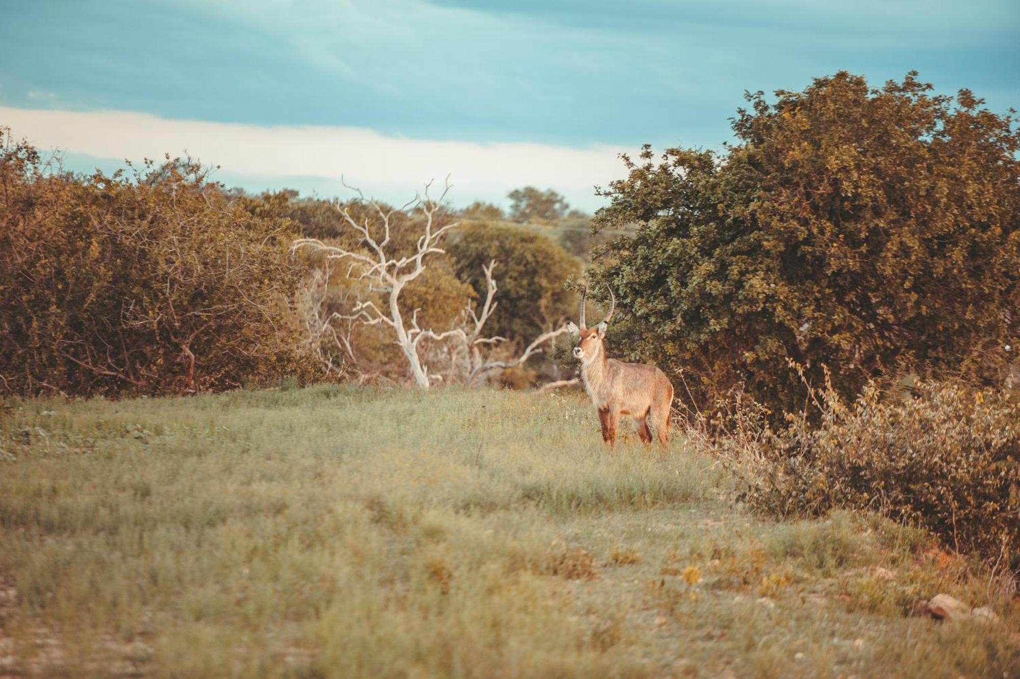 Maroelani Lodge- Greater Kruger Private Reserve Hoedspruit Eksteriør billede