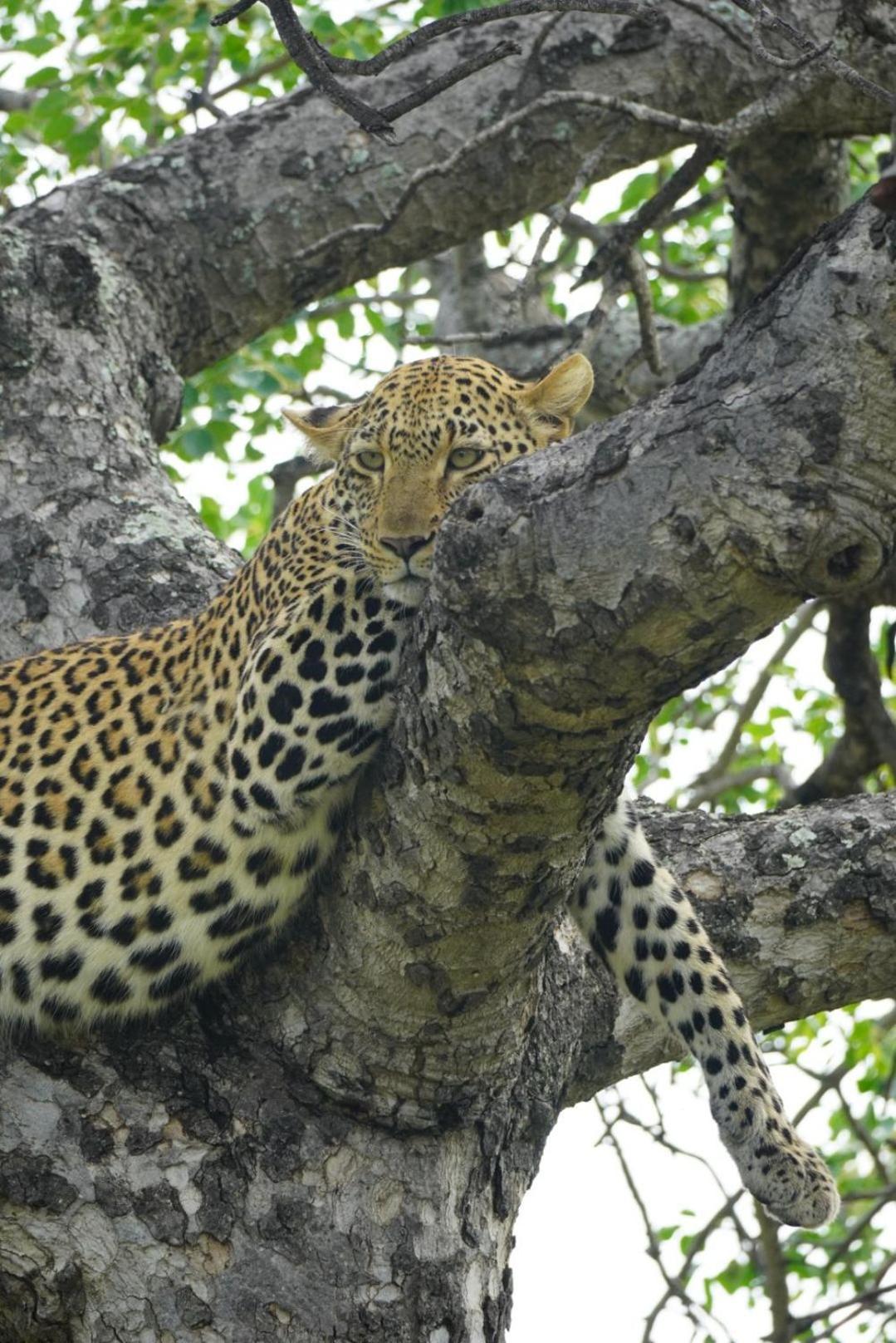 Maroelani Lodge- Greater Kruger Private Reserve Hoedspruit Eksteriør billede