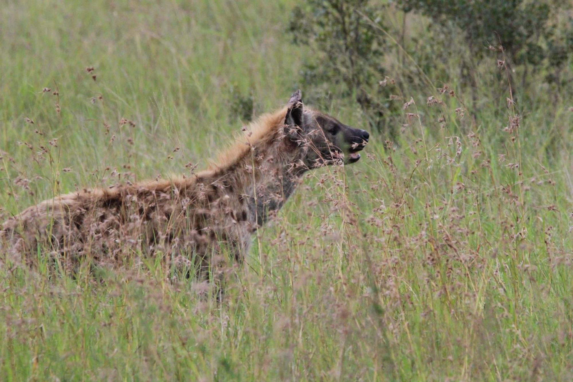 Maroelani Lodge- Greater Kruger Private Reserve Hoedspruit Eksteriør billede