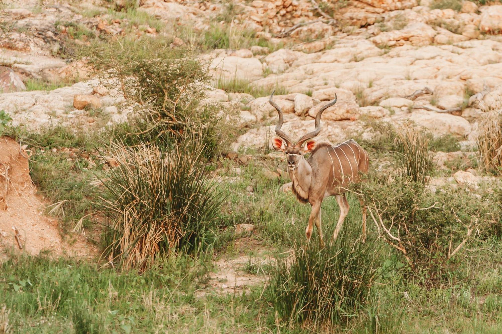 Maroelani Lodge- Greater Kruger Private Reserve Hoedspruit Eksteriør billede